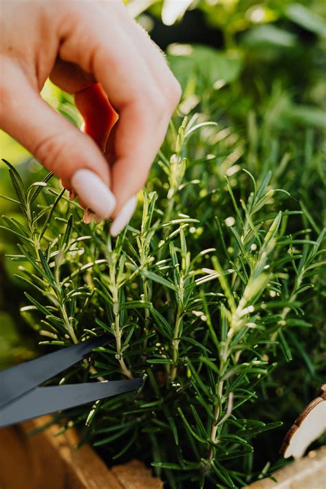 迷迭香風水|【招財風水植物】居家風水學 